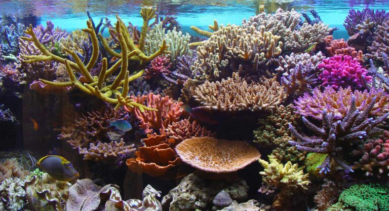 Coral Reef - Myanmar Dive Center