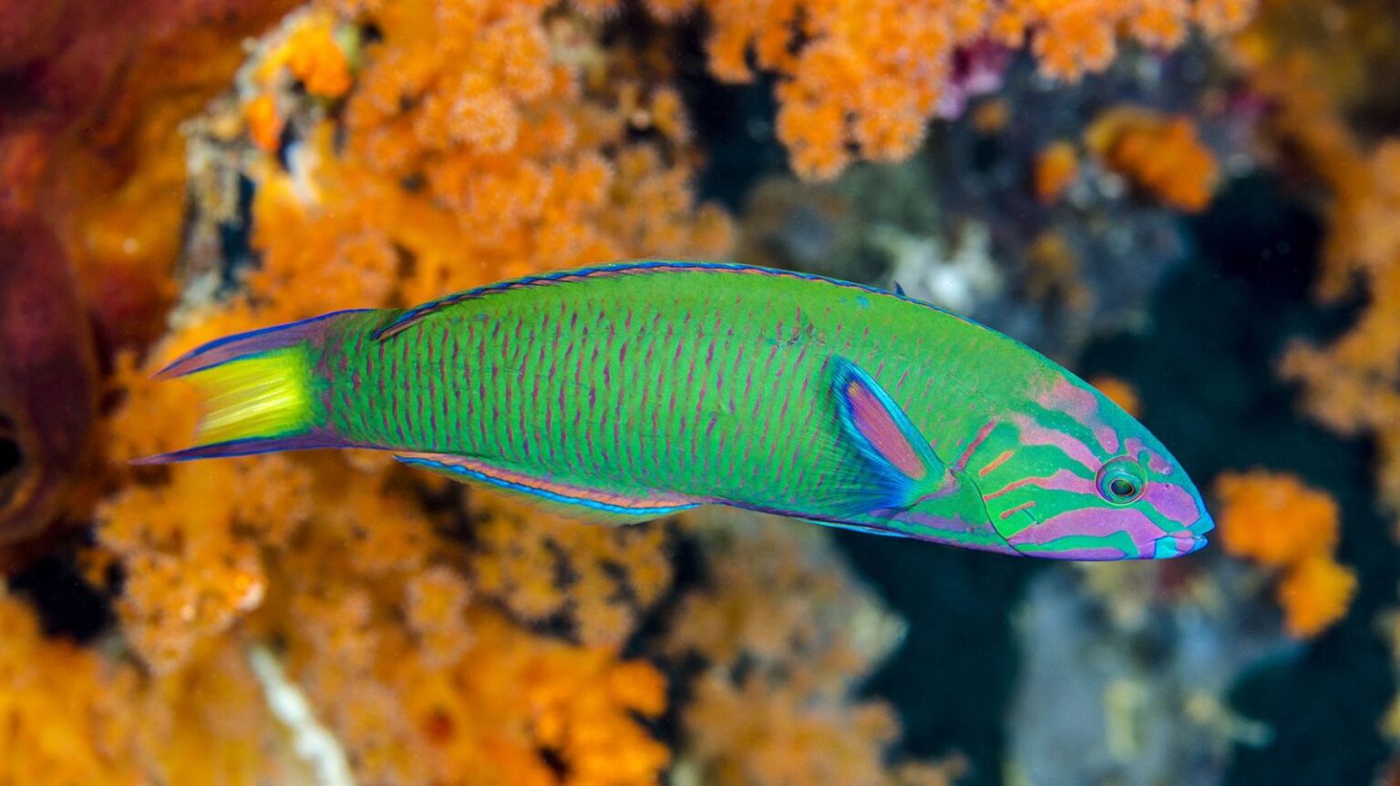 Home - Myanmar Dive Center